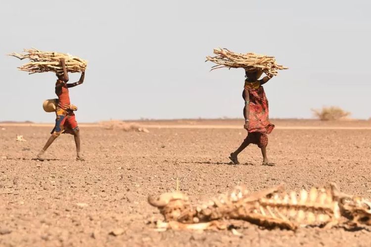 Perempuan Turkana membawa kayu bakar di wilayah yang mengalami kekeringan jangka panjang di Kenya pada Juli 2022.