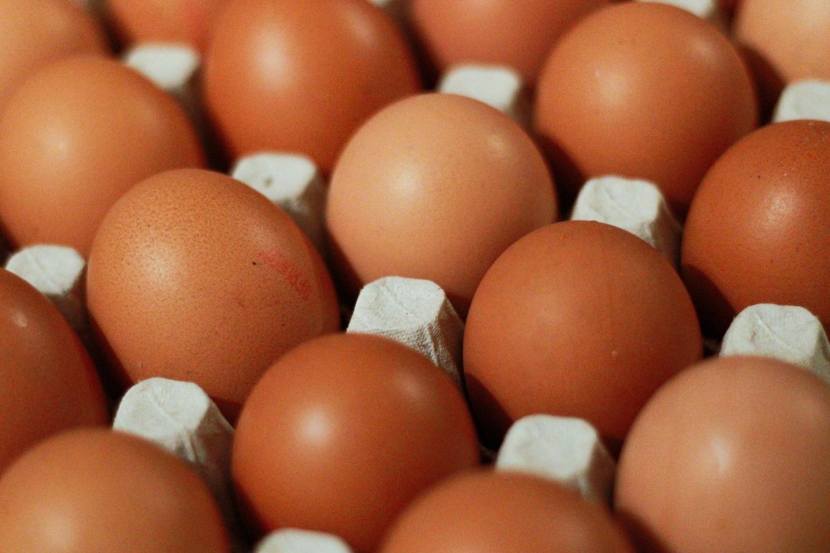 ilustrasi bansos telur dan daging ayam