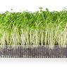 9 Tips Menanam Microgreens yang Bisa Dikonsumsi
