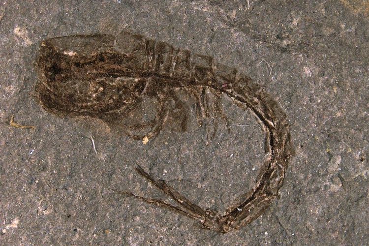 Fosil udang diperkirakan berusia 90 juta tahun, Eobodotria muisca