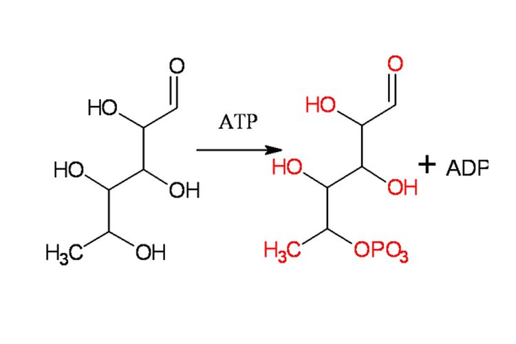 Glukosa yang berubah menjadi senyawa intermediet glukosa-6-fosfat