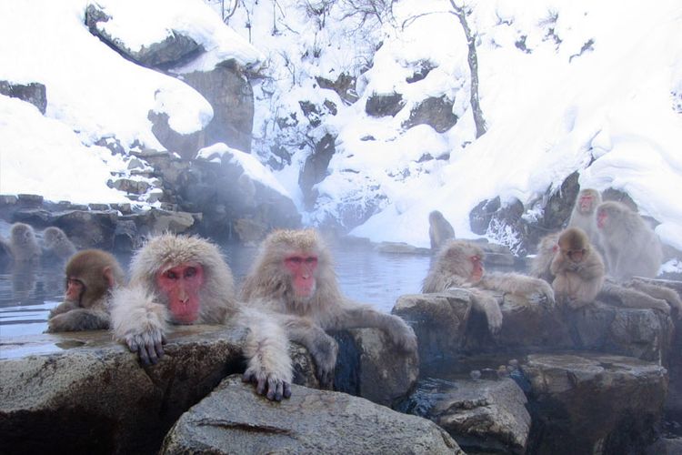 Ilustrasi monyet salju Jepang. Studi baru ungkap monyet salju Jepang yang hidup di tempat terdingin di dunia, bertahan hidup dengan memancing ikan.