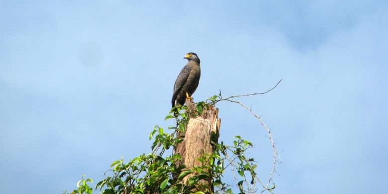 Wilmar Group Lakukan Konservasi Burung Pemangsa Di Kalteng