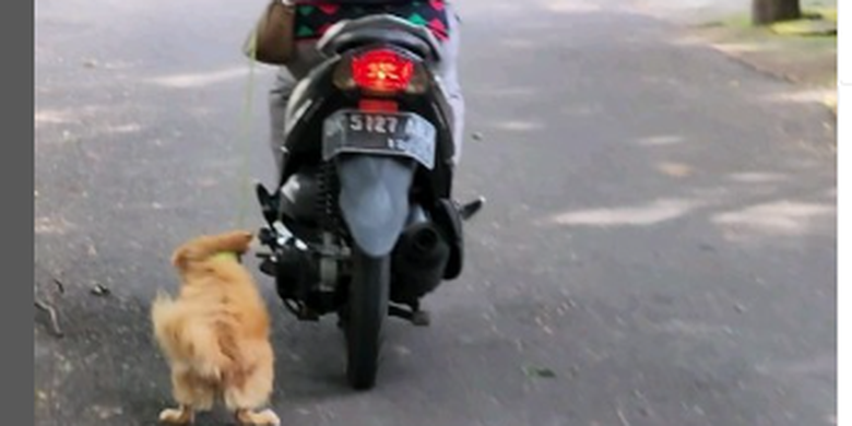 Movie Anjing Cuki Mama - Viral, Video Pengendara Motor di Bali Seret Anjing Diselidiki Polisi  Halaman all - Kompas.com