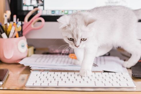 Ini Alasan Kucing Suka Duduk di Atas Keyboard Laptop