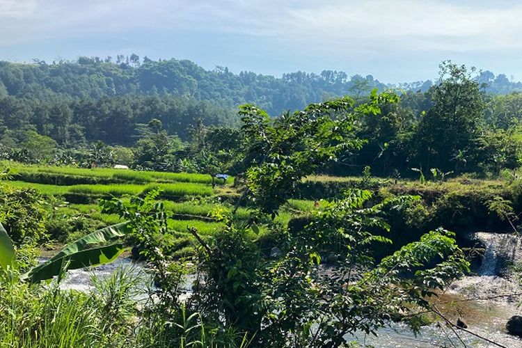 Hamparan sawah, air terjun kecil, serta aliran sungai di Kecamatan Babakan Madang, Kabupaten Bogor, Rabu (26/5/2021).