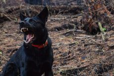 5 Perilaku Agresif Anjing yang Perlu Diwaspadai