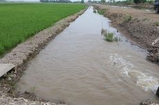 60 Ha Sawah di Mukomo Terancam Gagal Panen, Mentan Imbau Petani Ikut AUTP