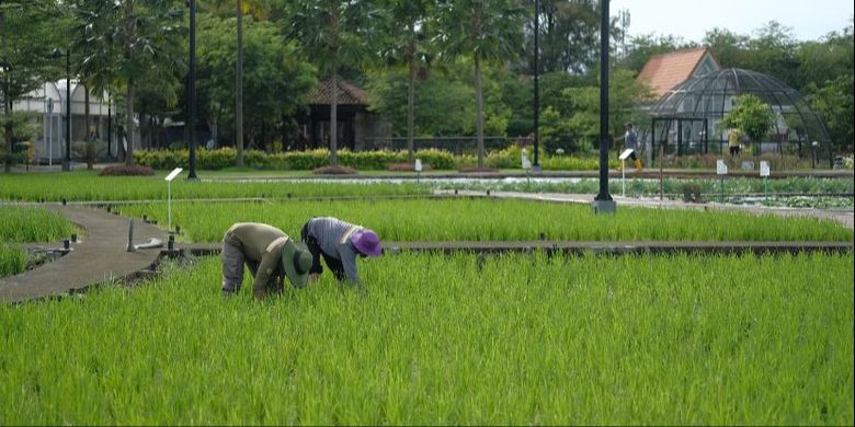 Ilustrasi petani sedang bekerja di sawah.