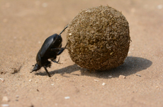 Apa Saja Makanan Kumbang?