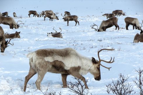 Susunan Gen Ungkap Garis Evolusi Rusa Kutub Sinterklas