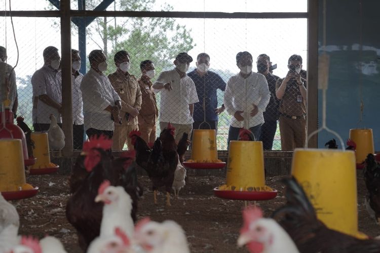 Menteri Koperasi dan Usaha Kecil Menengah (UKM) Teten Masduki dalam acara Kunjungan Kerja ke Sentra Penetasan Ayam Petelur Ciremai Group dan Dialog dengan Anggota Ciremai Group di Kabupaten Majalengka, Jawa Barat, Senin (24/1/2022). 