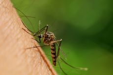Cara Mengusir Nyamuk dengan Jeruk Nipis dan Cengkih