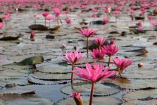 Cantiknya Danau Padma di Thailand