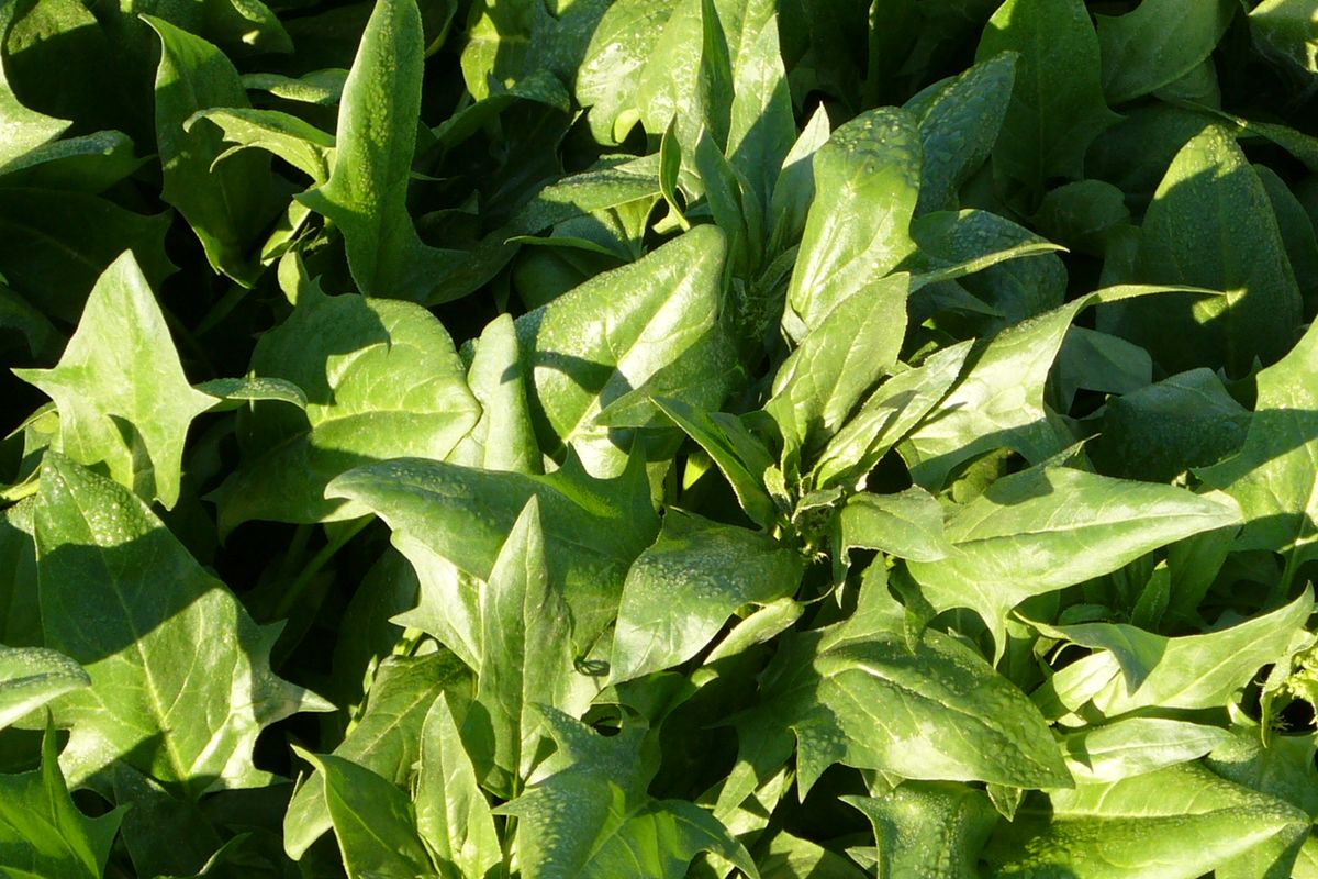 Ilustrasi bayam Jepang atau Horenzo. 
