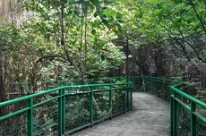 5 Tips ke Hutan Kota Babakan Siliwangi di Bandung, Datang Pagi Hari