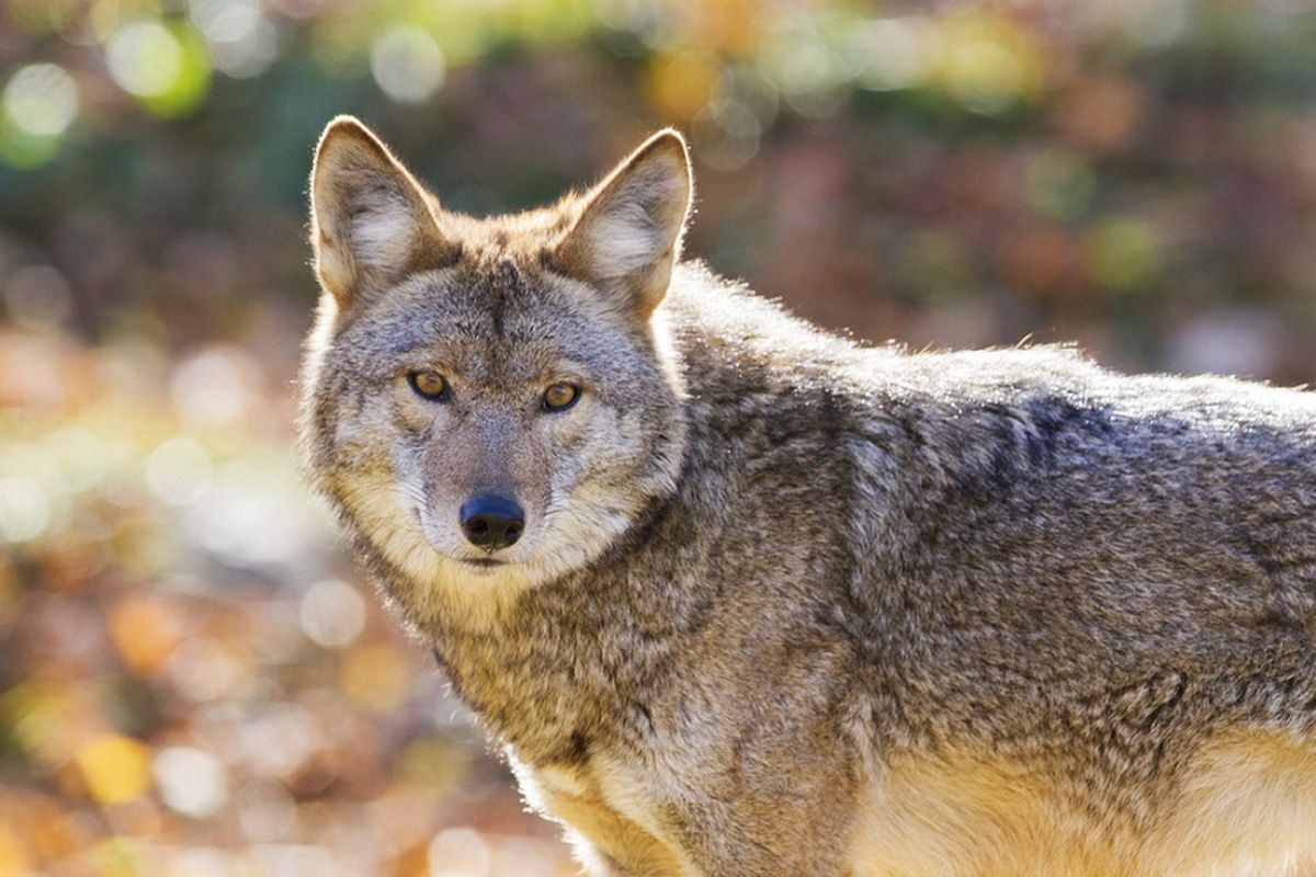 Ilustrasi anjing coyote.