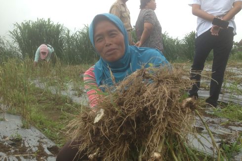 Hujan Es, Petani Bawang di Semarang Terpaksa Panen Dini