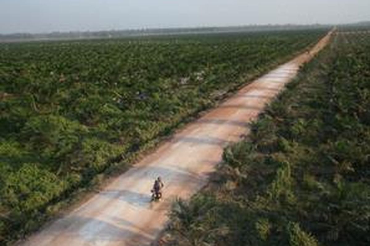 Areal lahan kelapa sawit di Kalimantan