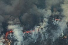 Penggundulan Hutan Amazon, Cara Petani di Brasil Bertahan Hidup