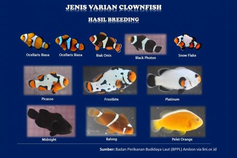 KKP: Ada 14 Varian Baru Ikan Nemo Siap Dorong Pasar Ikan Hias