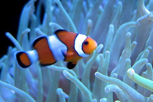 Kamasutra Satwa: Semua Terlahir Jantan, Bagaimana Ikan Badut Bereproduksi?