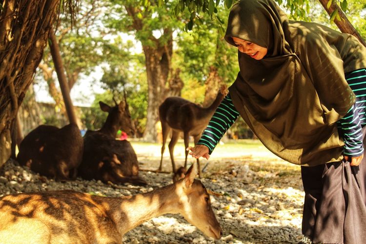 Pengunjung bermain dengan Rusa di Taman Satwa Taru Jurug, Surakarta, Jawa Tengah.