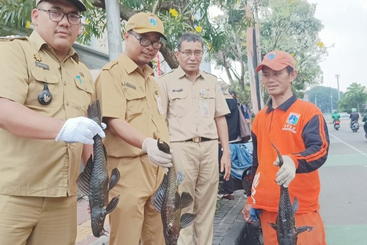 Ikan Sapu-sapu di Plaza Indonesia Kembali Ditangkap, Dapat 3 Ekor Ukuran 35 Cm