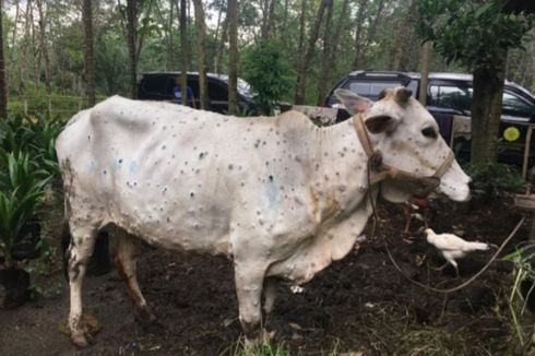 Guru Besar UGM Pastikan Lumpy Skin Disease di Sapi Tak Tulari Manusia, Dagingnya Tak Layak Konsumsi