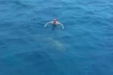Terekam di Video, Lelaki Berenang Nyaris Bertabrakan dengan Ikan Hiu