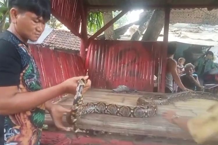 Mangsa 70 Ekor Unggas Selama 3 Bulan, Ular Piton Sepanjang 7 Meter di Cirebon Akhirnya Ditangkap