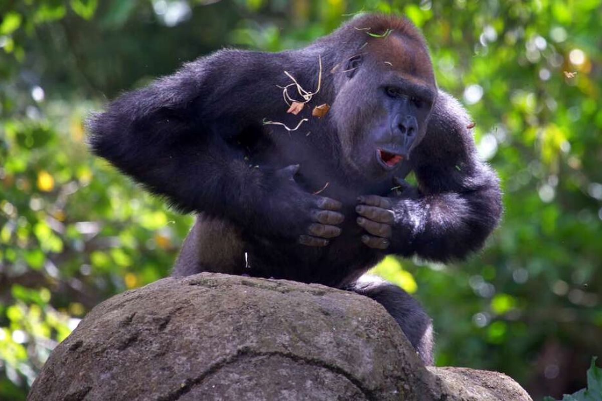 Ilustrasi gorila yang sedang memukul dadanya. 
