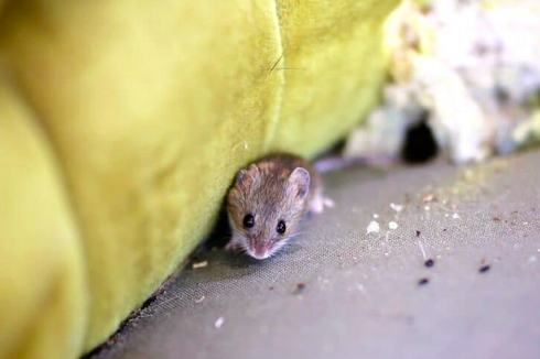 Cara Pakai Garam untuk Dijadikan Racun Tikus 