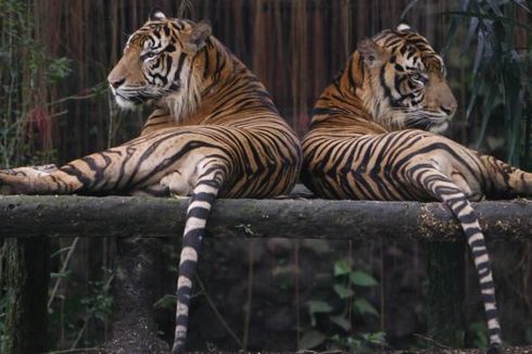 Orang Jakarta Bisa Selamatkan Harimau Sumatera kalau Mau Hemat Tisu