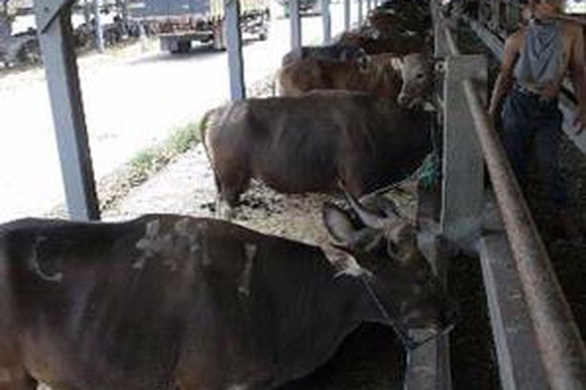 Ratusan sapi bali diistirahatkan sementara di balai karantina hewan di Jembrana, Bali, sebelum dikirim ke sejumlah kota besar di Pulau Jawa. 