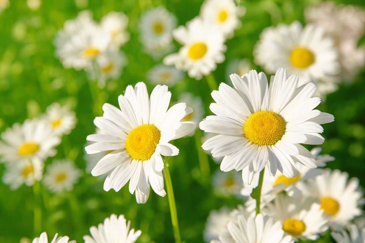 Ilustrasi bunga daisy