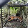 Harimau yang Diduga Terkam Warga Ditangkap Menggunakan Kandang Jebak