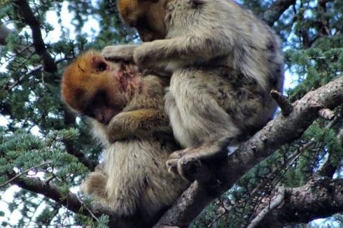 Punya Empati, Kera Barbary Liar Adopsi Anak Kera Lain yang Luka Parah