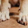 Wali Kota Medan Keluarkan Surat Edaran Larangan Perdagangan Daging Anjing