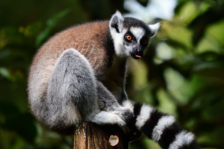 Potret ring tail lemur karya Ganjar Mustika menjadi Juara I pada acara peluncuran International Animal Photo Competition (IAPVC) 2022 yang  digelar di Taman Safari Bogor.