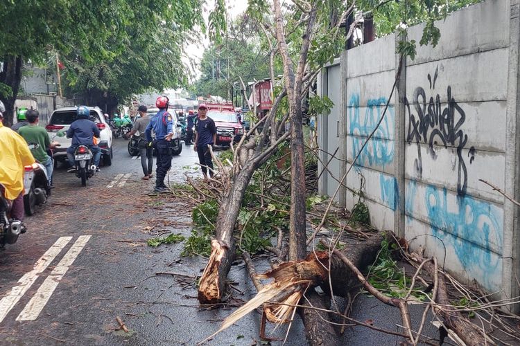 Akibat hujan lebat dan angin kencang, sebuah pohon berjenis angsana di Jalan Kembangan Selatan Raya No.17, RT.7/1, Kembangan, Jakarta Barat, tumbang pada Senin (25/10/2021) siang.