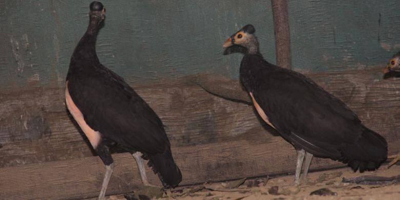 Penangkaran Burung Maleo , Saluki - Wesata.ID