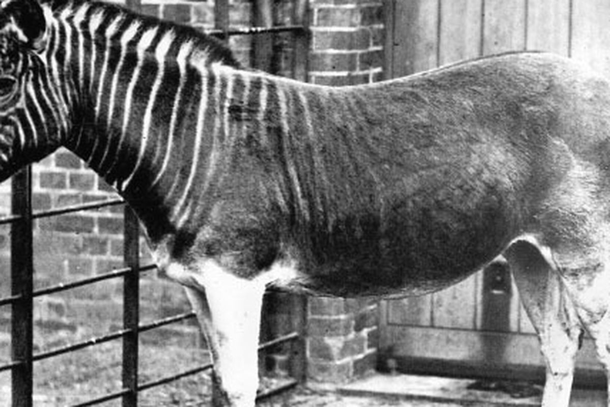 Quagga (Equus quagga quagga) punah karena perburuan. Hewan ini memiliki belang mirip zebra di bagian kepala hingga leher dan pada bagian perut hingga ekor berwarna cokelat seperti kuda.