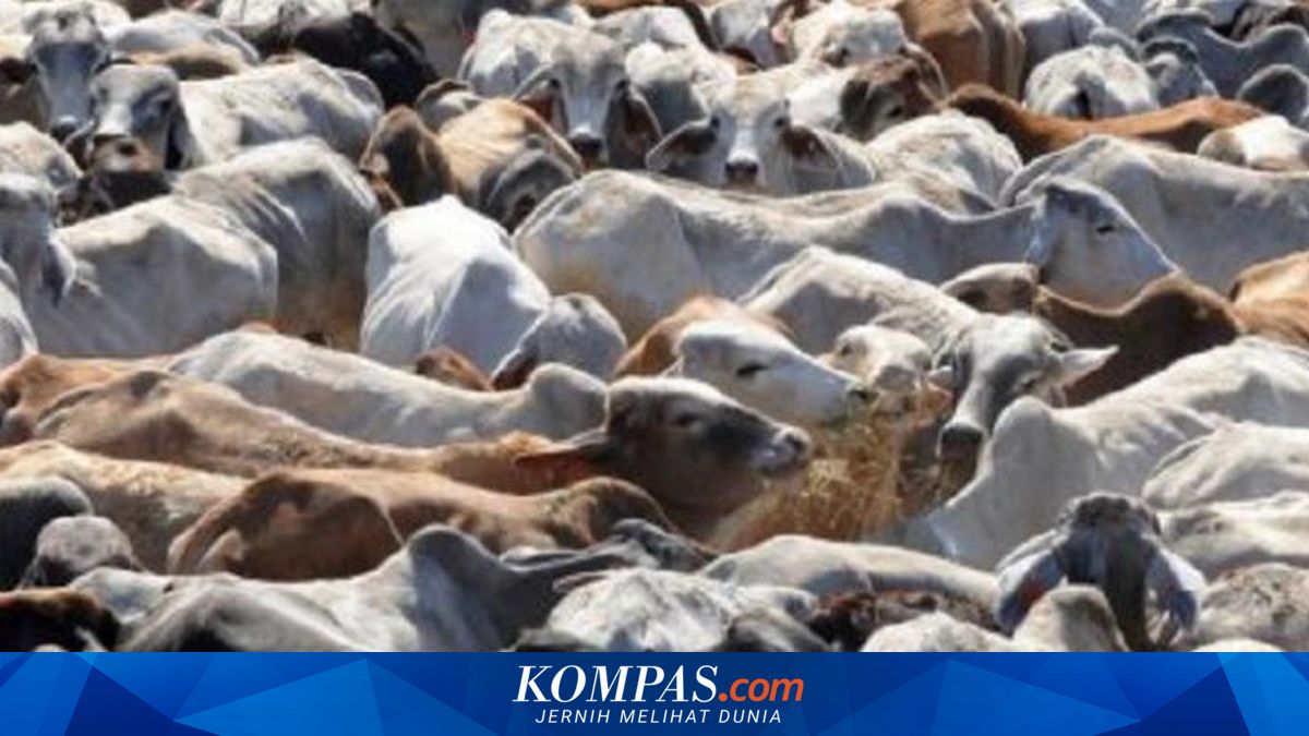 Ribuan Sapi Australia Tertahan di Karantina Indonesia