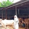 Ditemukan Dua Kasus Suspek PMK Hewan Ternak di Tangsel, Menteri Pertanian: Sedang Masa Pemulihan