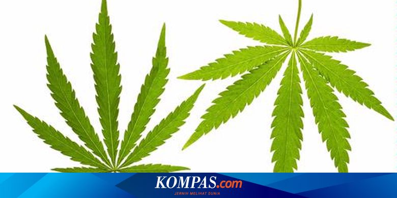 Yang Dikira Daun Ganja Ternyata Benar Benar Daun Ubi
