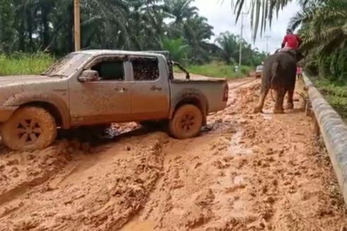 Di Balik Aksi Gajah Betina Puja Tarik Mobil Terperosok Lumpur di Riau, Mobil Ternyata Berisi Obat untuk Gajah Sakit