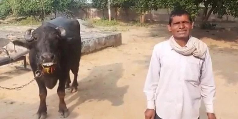 Babulal Jatav, seorang peternak di India ketika mendatangi kantor polisi bersama kerbaunya. jatav melaporkan kerbaunya ke polisi setelah tidak menghasilkan susu selama beberapa hari.