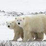 Ternyata Warna Asli Beruang Kutub Bukan Putih