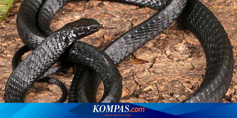 Qozoq ayollarining tukli mushuklari